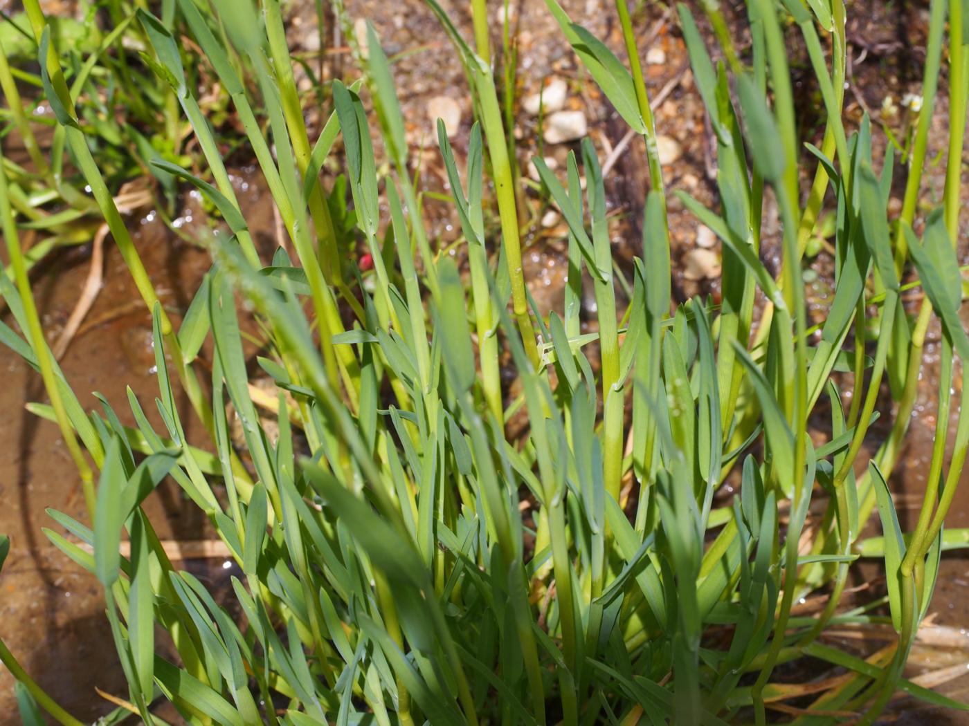 Meadow-grass, Broad-leaved leaf